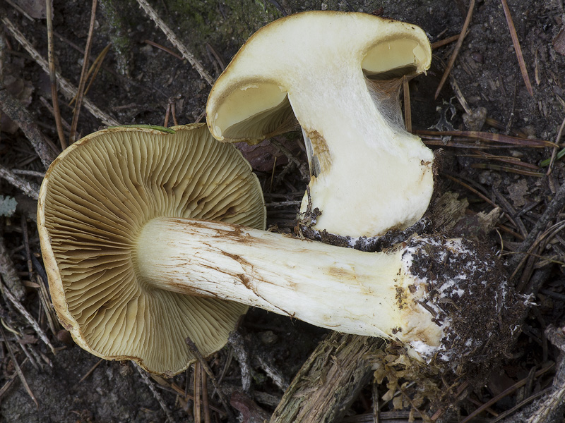 Cortinarius sulfurinus